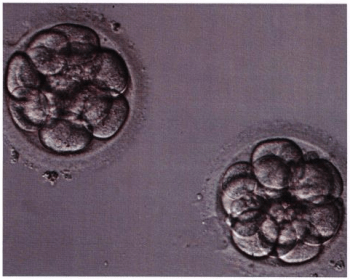 embryos2